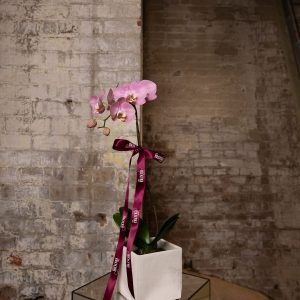 An Evergreen Embrace – Potted Orchids 🌿💚