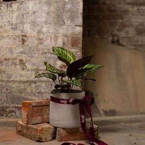 Roots. plants and orchids